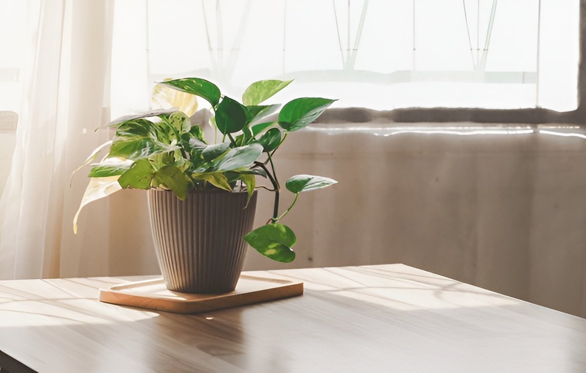 Pothos in Feng Shui — Meaning, Placement & Symbolism