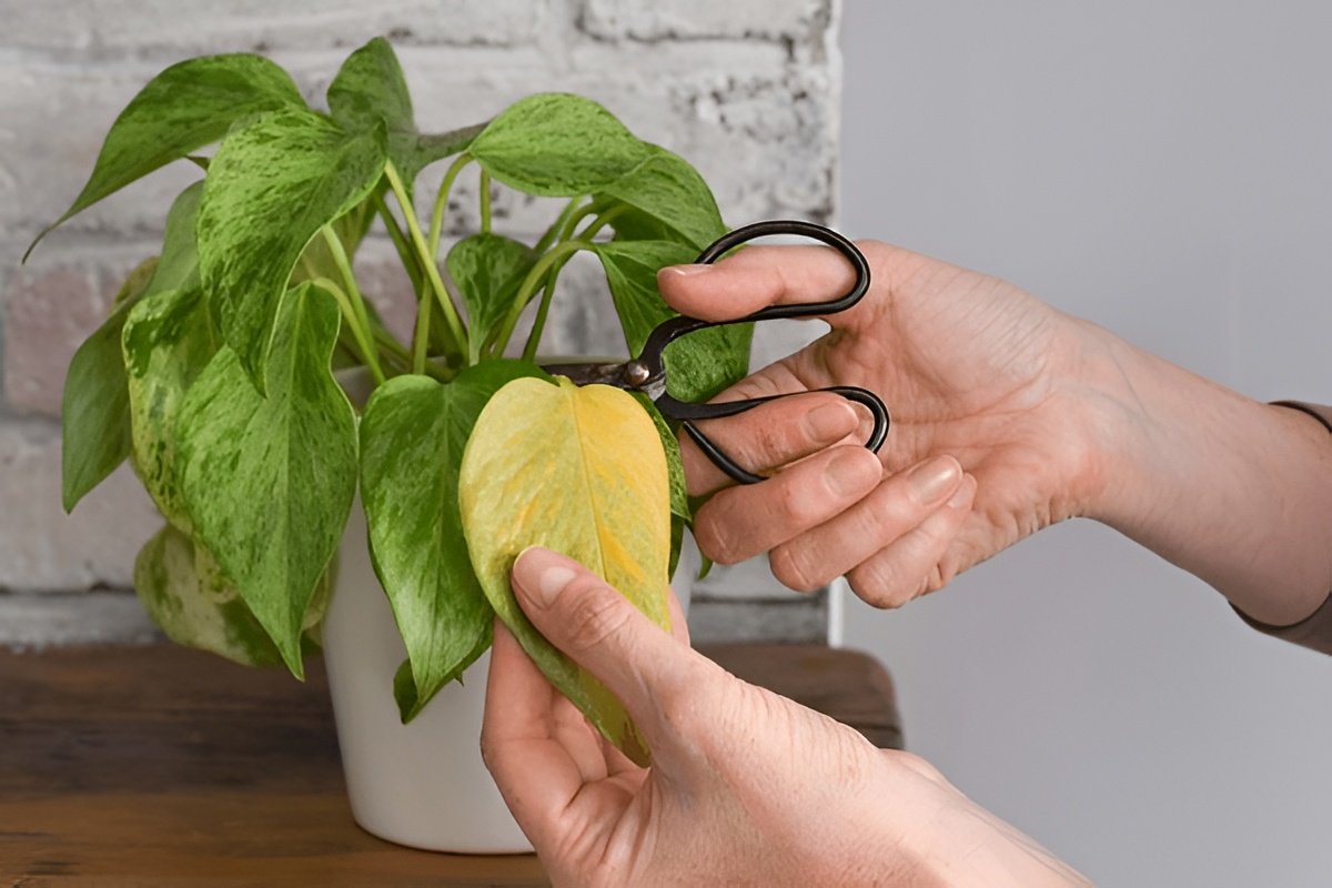 Why Is My Pothos Not Growing? 7 Reasons and How to Fix Them