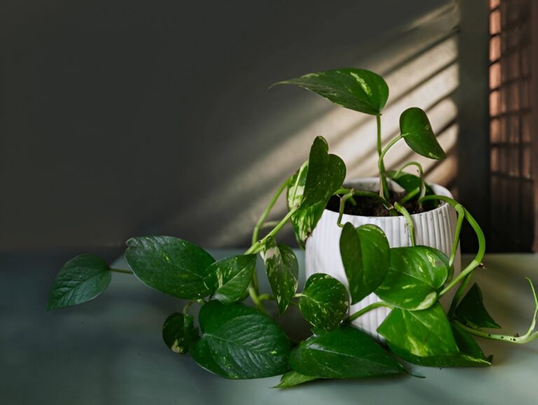 What Temperature Does Pothos Need? Cold & Heat Tolerance Explained