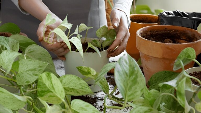 Pothos Care Guide: Everything You Need to Know in One Place