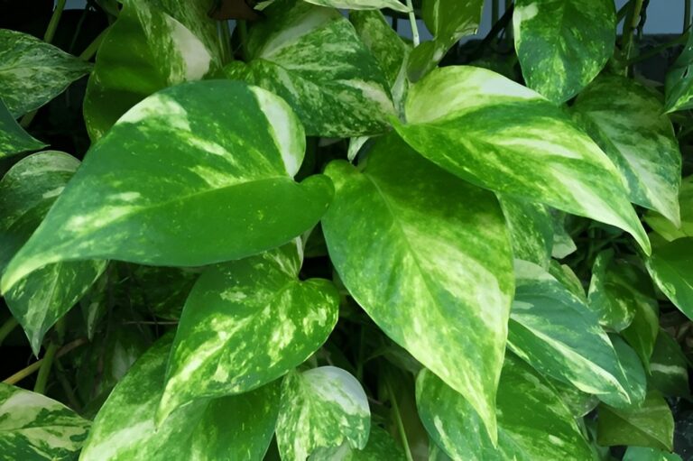 Pearl and Jade, Snow Queen, Baltic Blue & Other Rare Pothos Varieties Explained