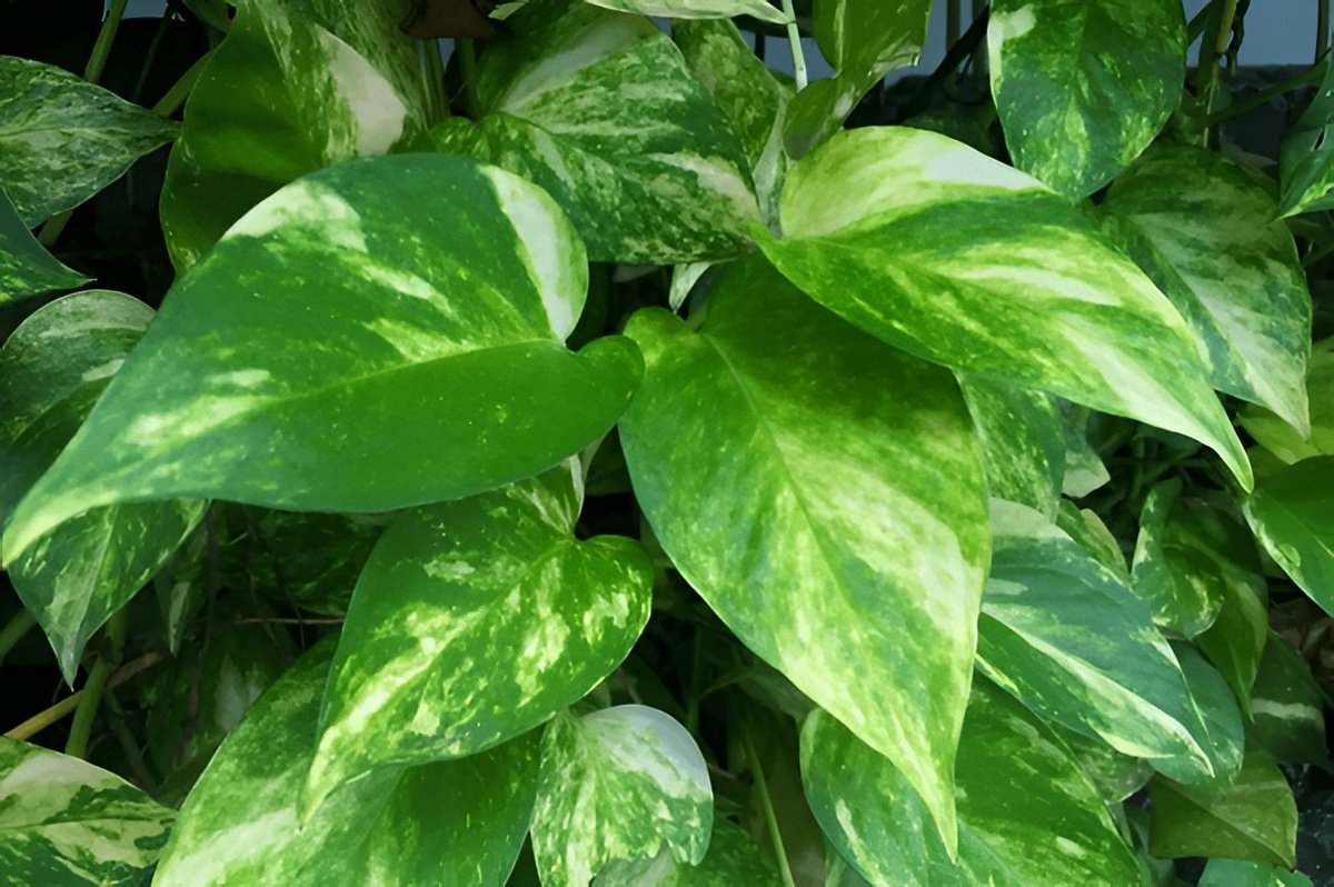 Pearl and Jade, Snow Queen, Baltic Blue & Other Rare Pothos Varieties Explained