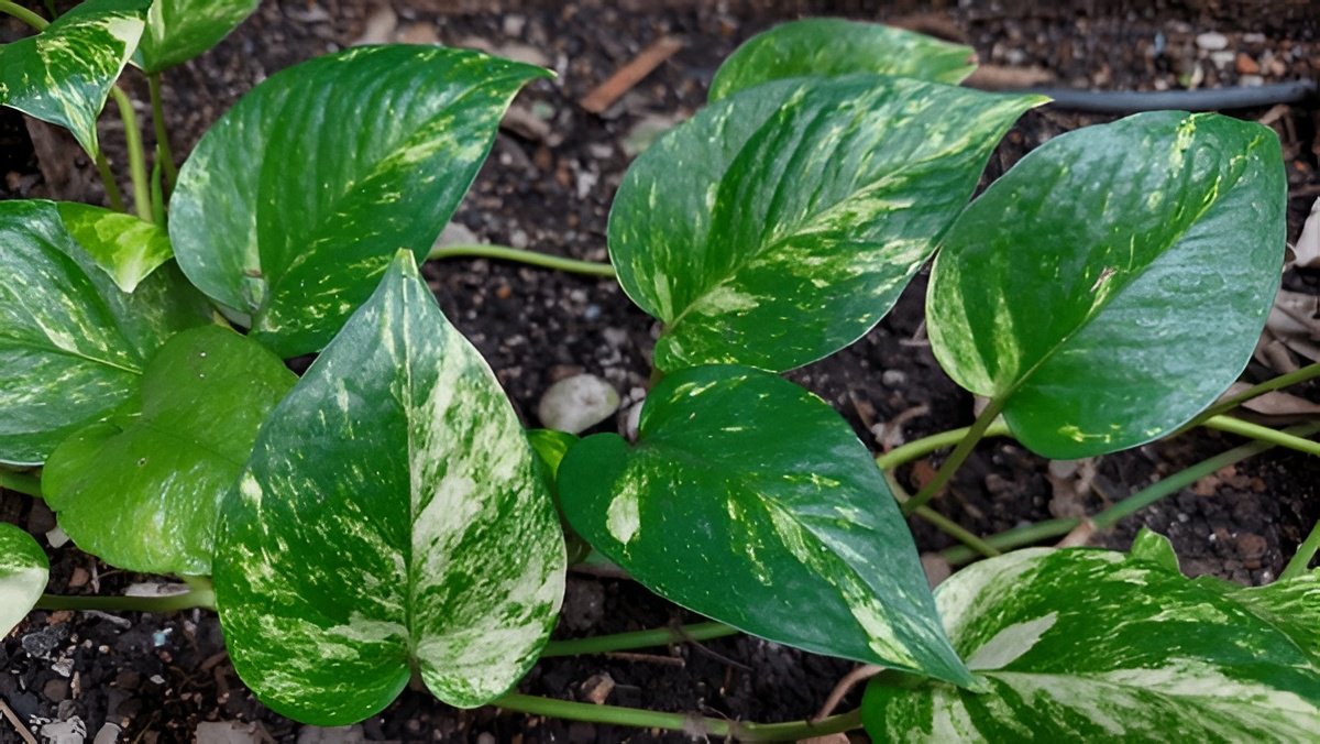 Manjula Pothos vs. Marble Queen: What's the Difference?