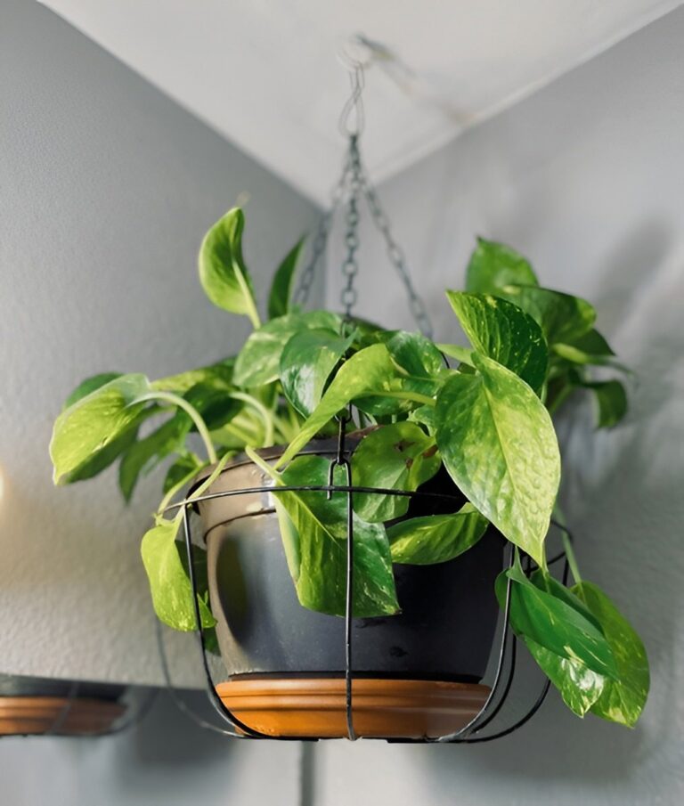 How to Grow Pothos in a Hanging Basket