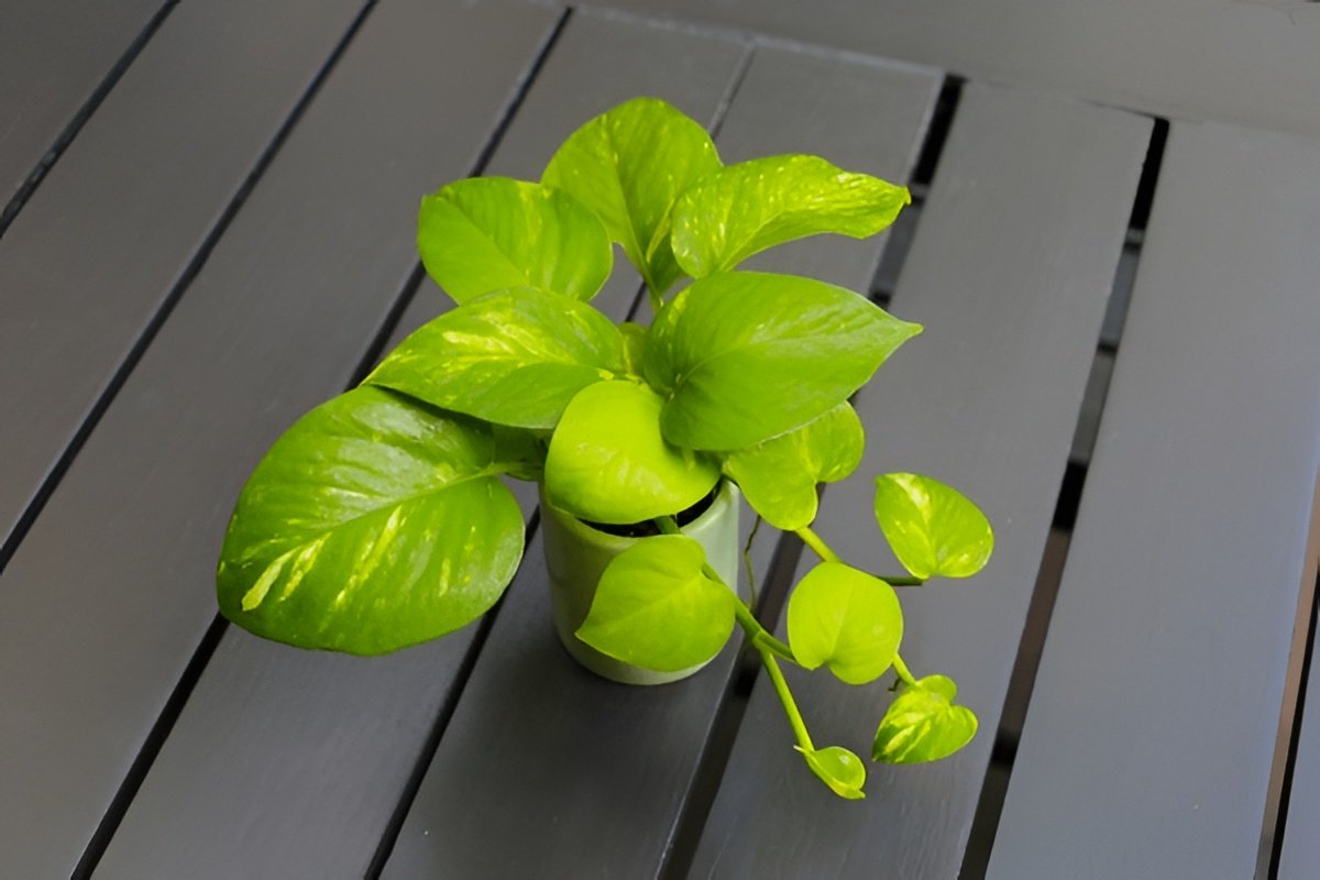 15 Fun Facts About Pothos That Every Plant Lover Should Know