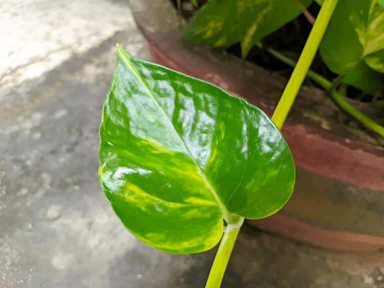What Is Pothos? A Complete Introduction to the World's Most Popular Houseplant