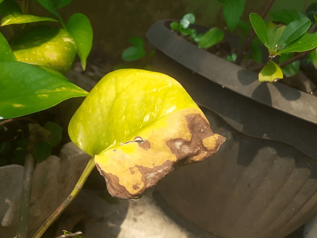 Why Are My Pothos Leaves Turning Yellow? (8 Causes & Fixes)