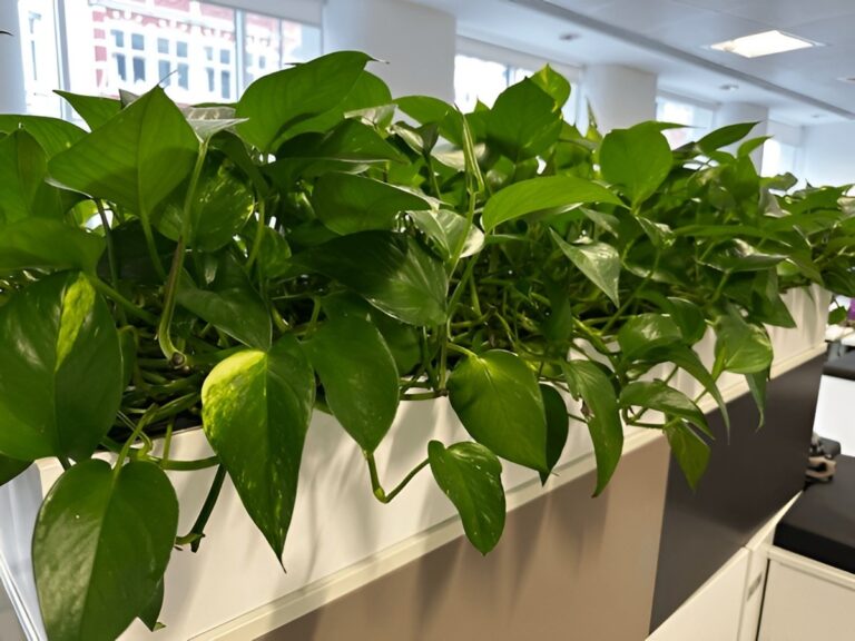 How to Make Pothos Grow Long and Full — Pruning & Training Tips