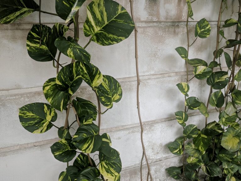 How to Train Pothos Up a Wall, Shelf, or Trellis