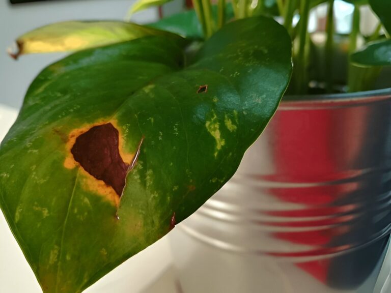 Pothos Diseases: Root Rot, Bacterial Leaf Spot & Other Common Issues
