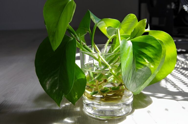 Growing Pothos in Water Forever — Full Hydroponics Care Guide