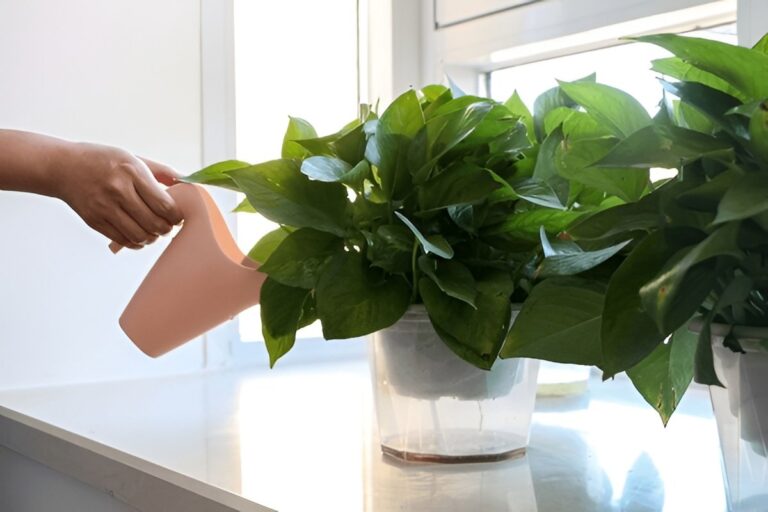 Overwatered vs. Underwatered Pothos — How to Tell the Difference