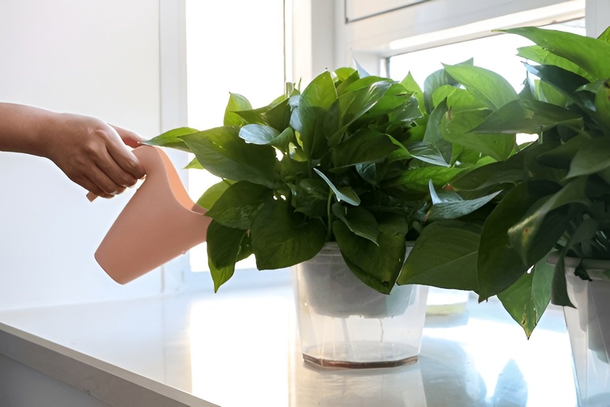 Overwatered vs. Underwatered Pothos — How to Tell the Difference