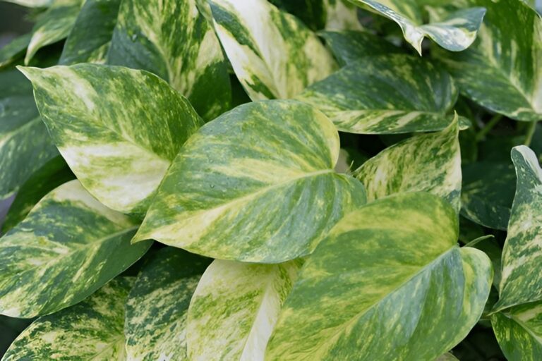 Why Are Pothos Leaves Small? Causes and How to Encourage Bigger Leaves