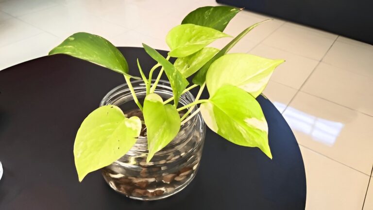 Where to Place Pothos in Your Home for Best Growth