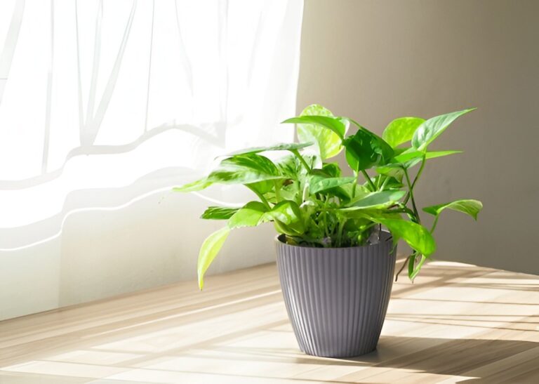 Is Pothos Toxic to Dogs? Symptoms, Risks & What to Do