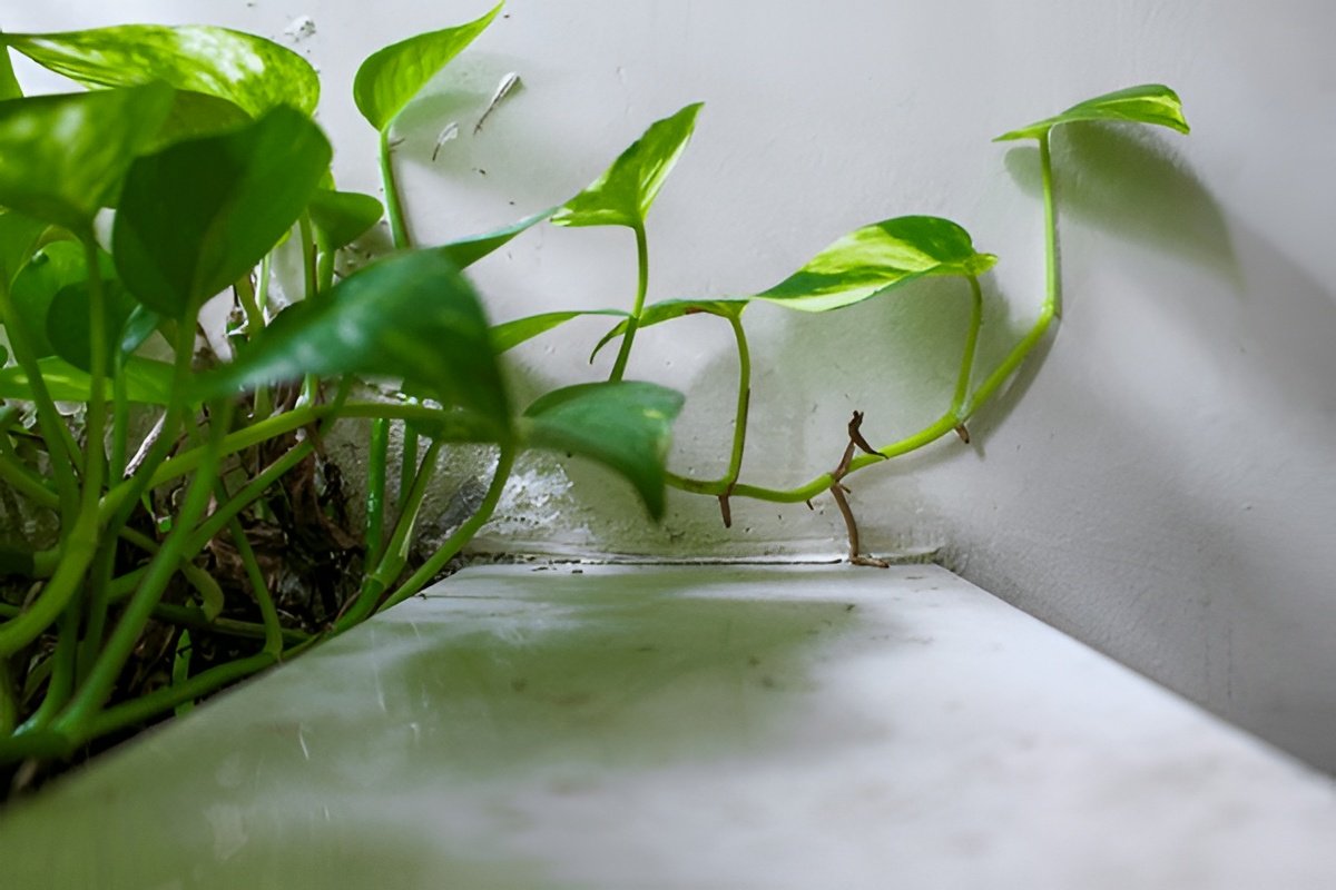 Humidity Requirements for Pothos — Does It Really Need Misting?
