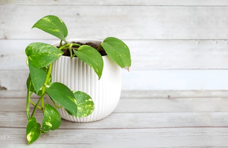 How Fast Does Pothos Grow? Growth Rate & What Affects It