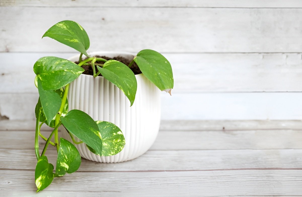 How Fast Does Pothos Grow? Growth Rate & What Affects It