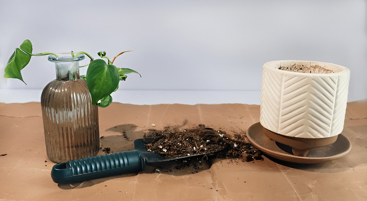 How to Propagate Pothos in Soil — Tips for Better Root Success