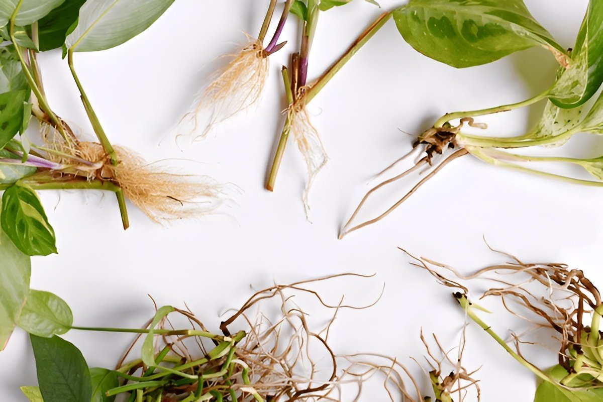 How Long Does It Take for Pothos Cuttings to Root?
