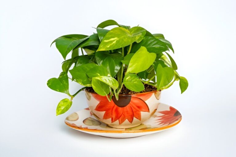 Pothos as a Gift — Why It’s the Perfect Plant for Anyone