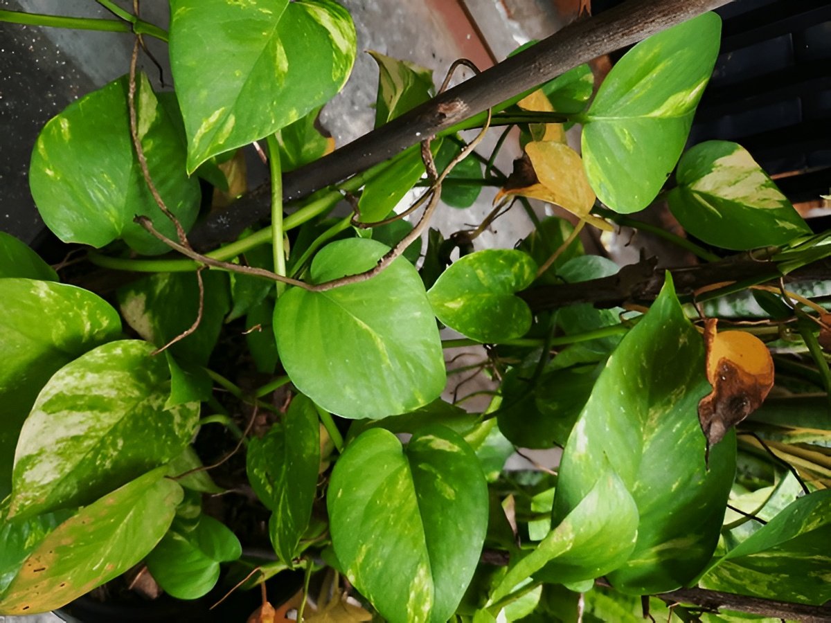 Why Are My Pothos Leaves Turning Brown? Causes and Solutions