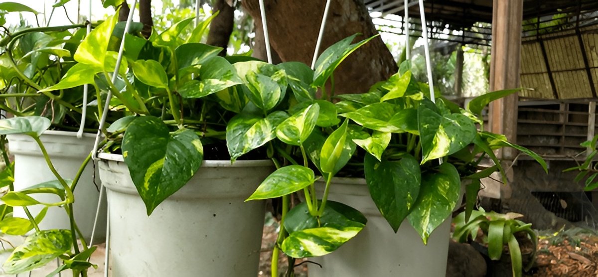 Why Is My Pothos Drooping? How to Revive a Wilting Plant