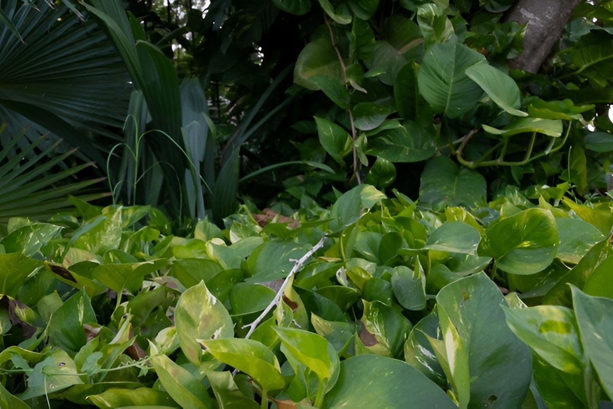 Best Companion Plants to Pair with Pothos