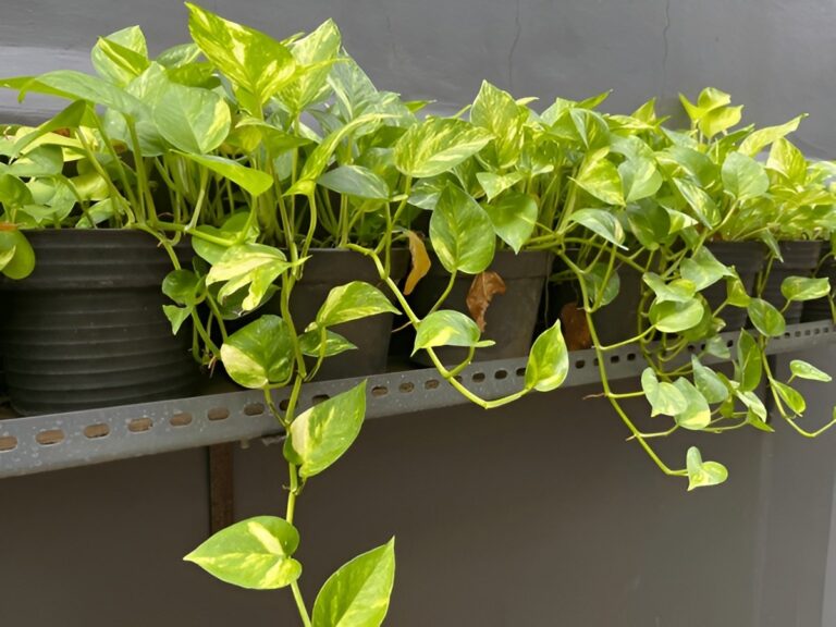 10 Surprising Benefits of Growing Pothos Indoors