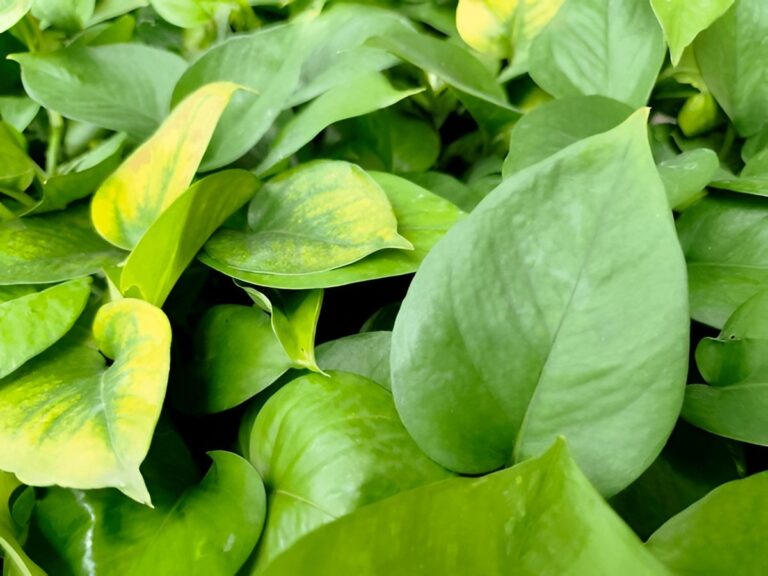 Pothos Scientific Classification: Family, Genus, Species, and Name Changes Explained