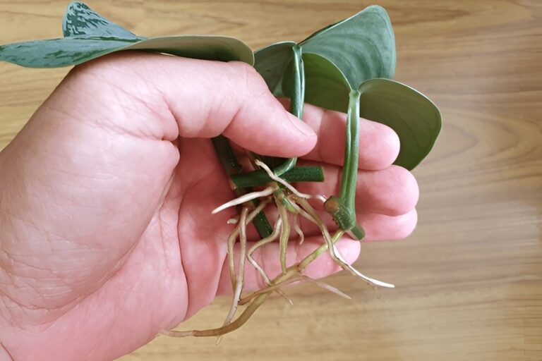 Pothos Root Rot: How to Identify, Treat, and Prevent It