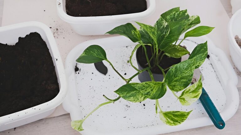 The Best Soil Mix for Pothos — What to Use and What to Avoid