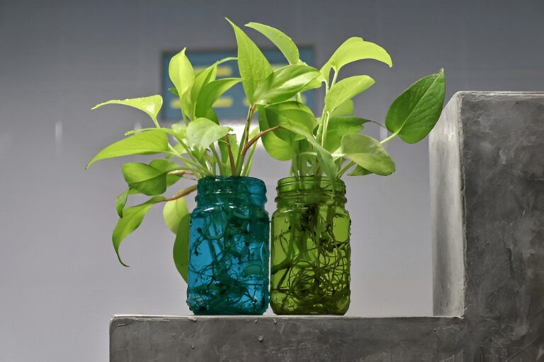 Can Pothos Grow in a Bathroom? Low Light & High Humidity Tips