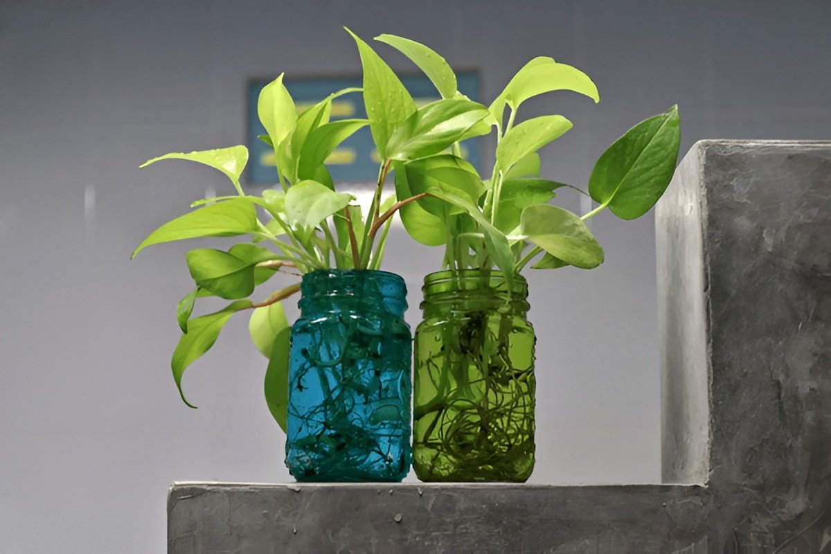 Can Pothos Grow in a Bathroom? Low Light & High Humidity Tips