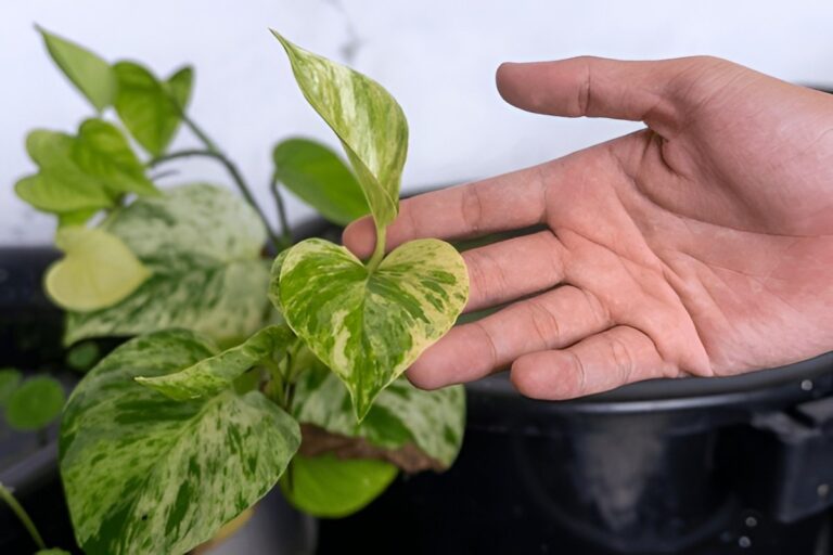 Is Pothos Safe for Humans and Children? Toxicity Facts Explained