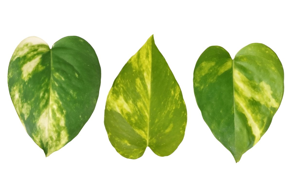 Pothos vs. Philodendron: How to Tell the Difference (with Photos)