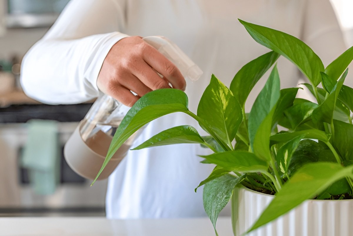Is Pothos Toxic to Cats? What Pet Owners Must Know