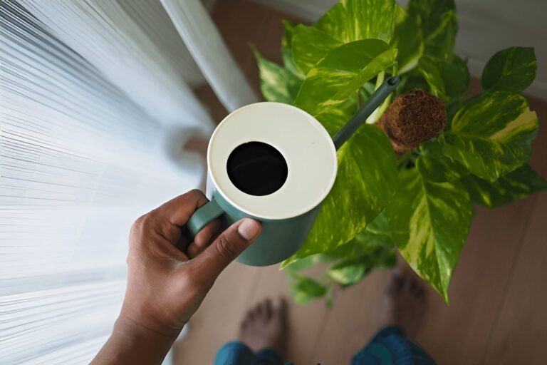 How Often Should You Water Pothos? (Beginner-Friendly Watering Schedule)