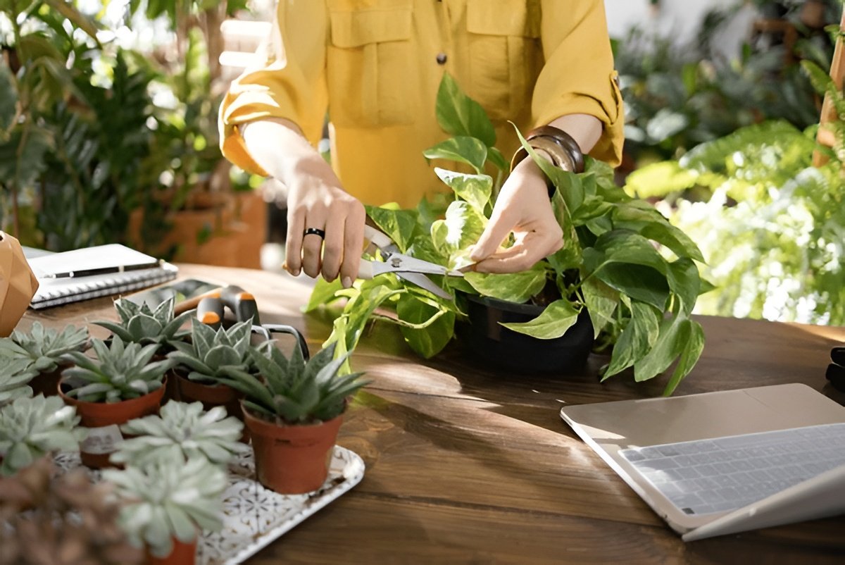 How to Share and Trade Pothos Cuttings with Other Plant Lovers