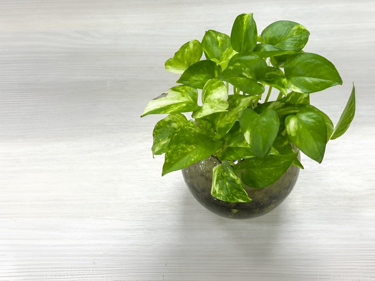 How Much Light Does Pothos Need? (Low Light vs. Bright Indirect)