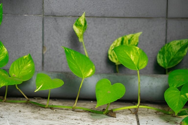 Pothos Leaves Curling — What It Means and How to Fix It