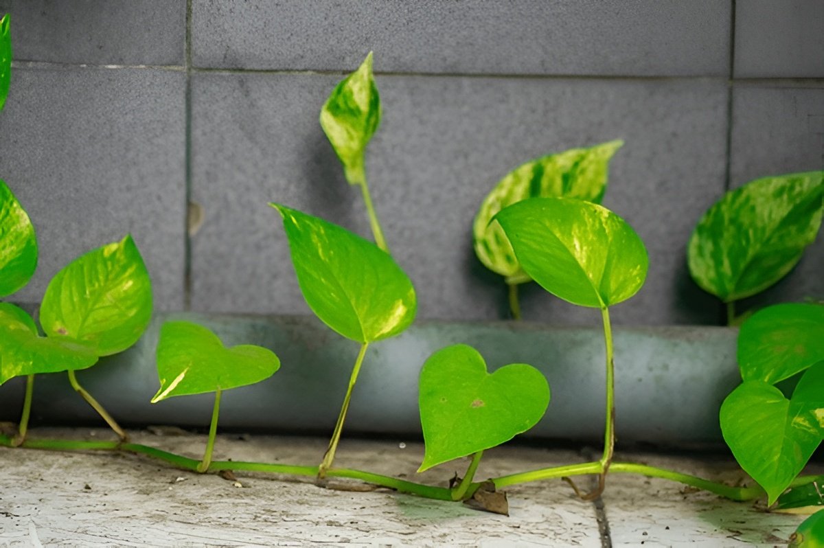 Pothos Leaves Curling — What It Means and How to Fix It