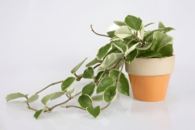 What Is the Best Pot for Pothos? (Material, Size & Drainage Tips)