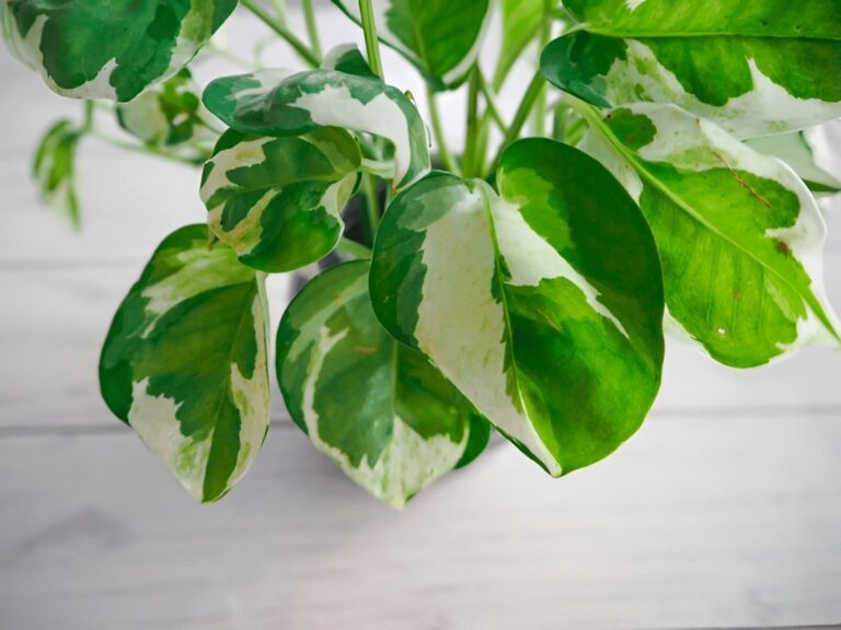 Is My Pothos Dead? How to Revive a Severely Neglected Pothos