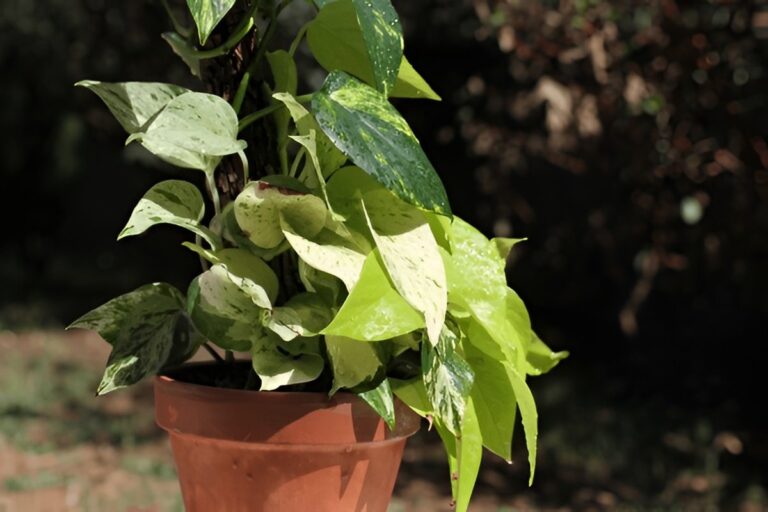 Can Pothos Grow Outside? Outdoor Growing Guide by Climate