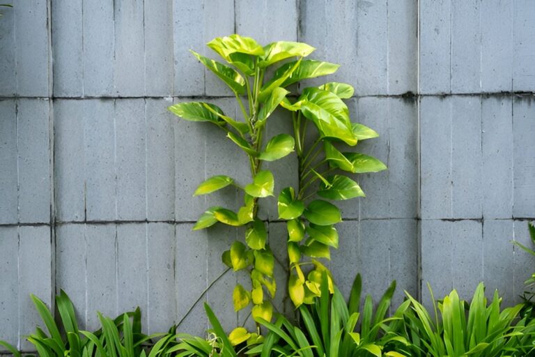 Trailing vs. Climbing Pothos — Which Style Is Right for Your Space?