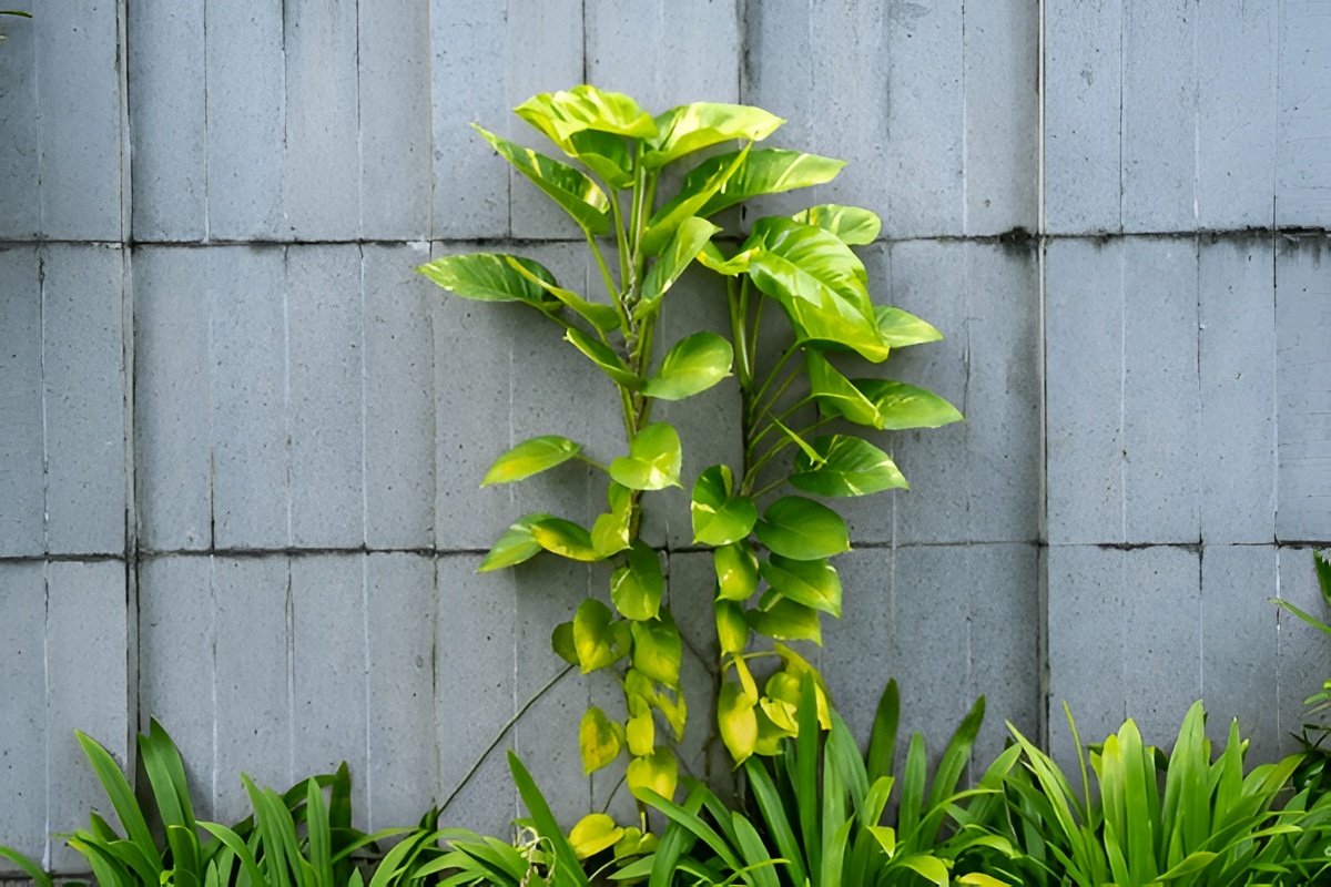 Trailing vs. Climbing Pothos — Which Style Is Right for Your Space?