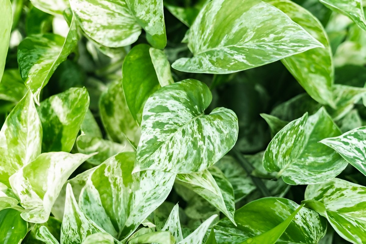 Marble Queen Pothos: Care Guide & How to Keep It White