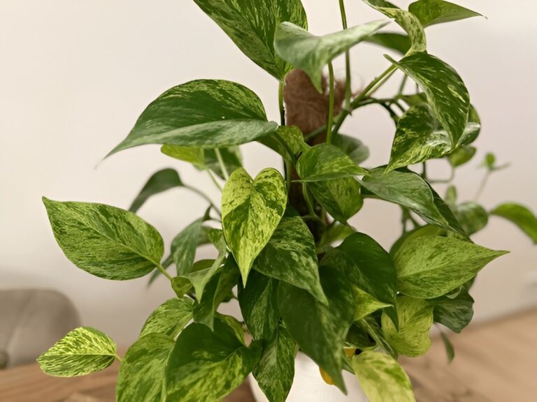 Jessenia Pothos vs. Marble Queen — Side-by-Side Comparison